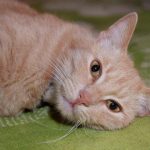 Miksi kissa hieroo jalkojaan: lemmikkieläimen piiloviestien tulkitseminen miksi-kissa-hieroo-jalkojaan-lemmikkielaimen-piiloviestien-tulkitseminen.jpg