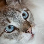 Miksi kissa pureskelee johtoja: miten ongelma ratkaistaan ennen uuden laturin ostamista? miksi-kissa-pureskelee-johtoja-miten-ongelma-ratkaistaan-ennen-uuden-laturin.jpg