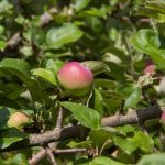 Miksi suihkuttaa omenapuita fermentoidulla maitotuotteella: mekanismi suojaavan esteen luomiseksi? miksi-suihkuttaa-omenapuita-fermentoidulla-maitotuotteella-mekanismi-suojaavan-esteen-luomiseksi.jpg